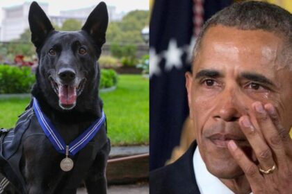 K9 Hurricane, White House Dog passes away at 16.