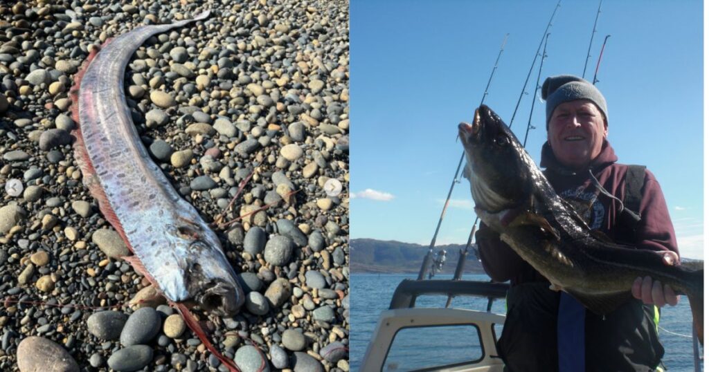 Strange underwater creatures appear on the shore. (Left: Photo by @scripps_ocean via Instagram; Right: Image via Creative Commons.)
