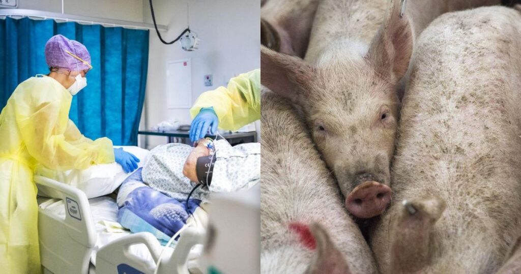 Experts Warn Against A Global Pandemic After UK records First-Ever 'Reverse Zoonosis' Case