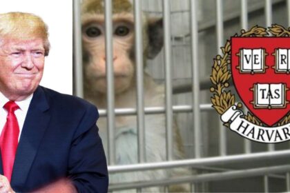 Harvard Could Euthanize Lab Animals After Trump's cuts