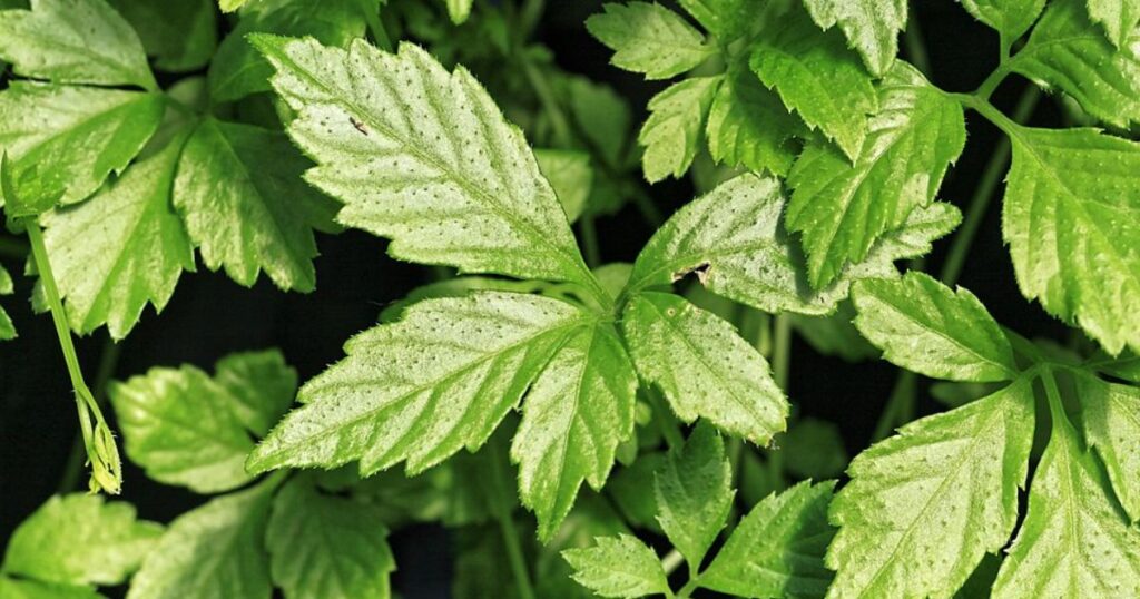 Jiaogulan - immortality herb