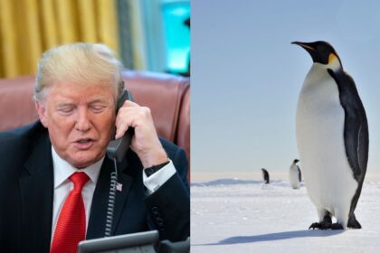 Penguins on social media over Trump tariffs