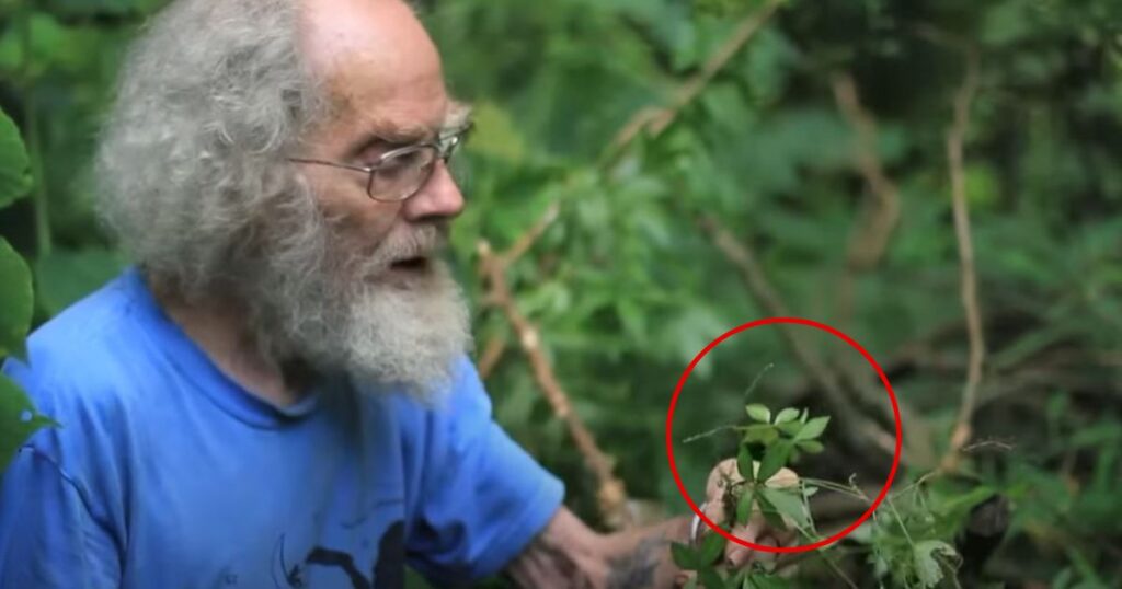 Joe Hollis of Mountain Gardens giving overview of Jiaogulan