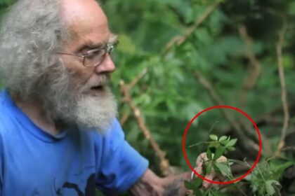 Joe Hollis of Mountain Gardens giving overview of Jiaogulan