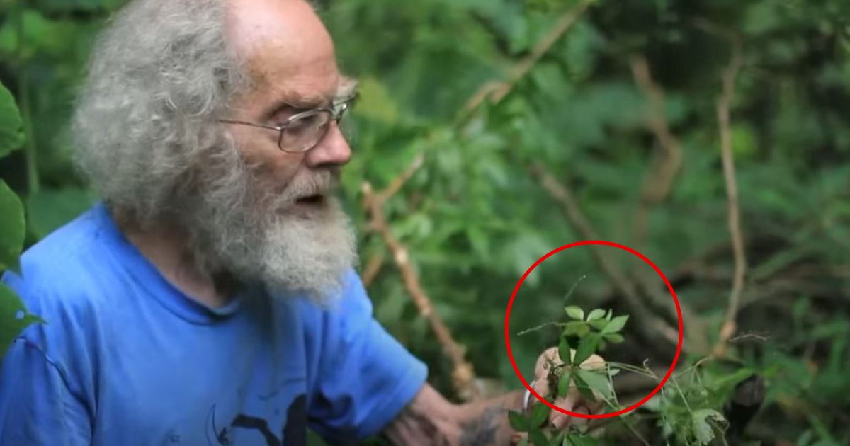 Joe Hollis of Mountain Gardens giving overview of Jiaogulan
