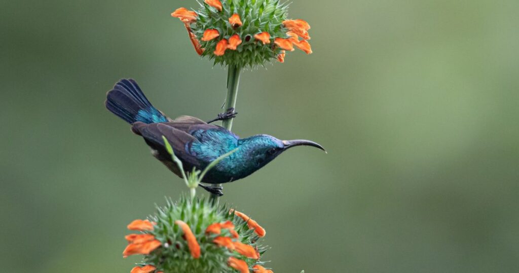 humminbird on flower