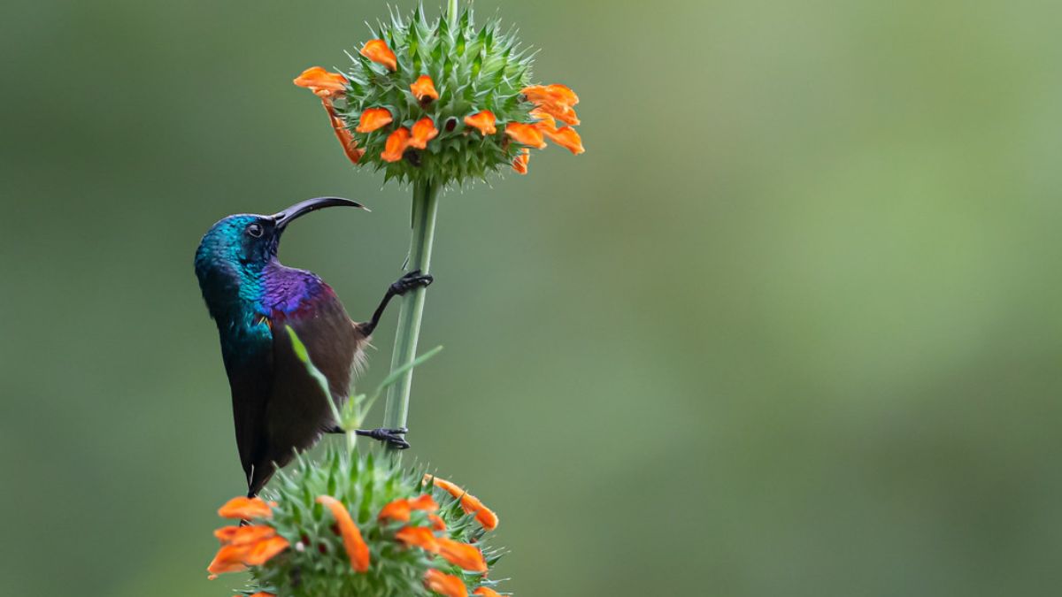 hummingbird on lion's tail