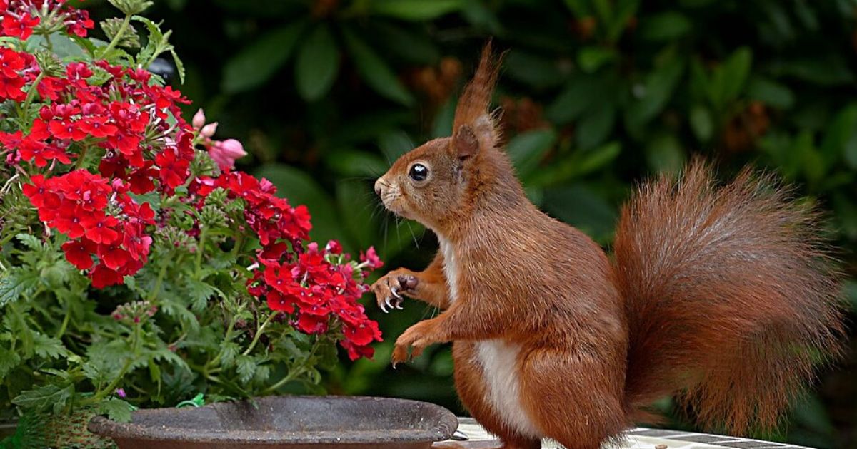 Squirrels are beneficial to the yard