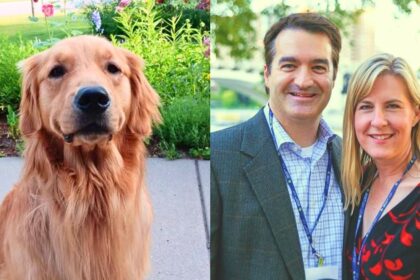 Golden retriever Gilbert's urn rests between the caskets of Rep. Melissa Hortman and her husband Mark in the Minnesota Capitol rotunda