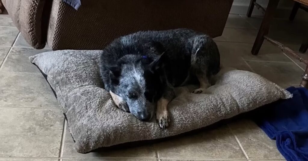 Dog found alive after Texas floods