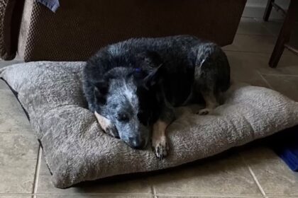 Dog found alive after Texas floods