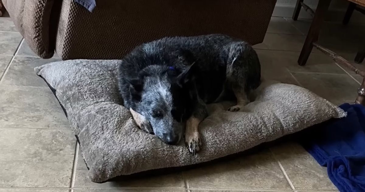 Dog found alive after Texas floods