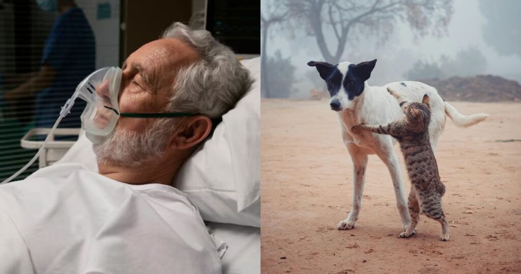 A man died after taking animal de-worming drug fenbendazole for cancer