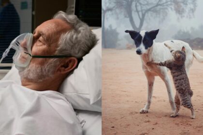 A man died after taking animal de-worming drug fenbendazole for cancer