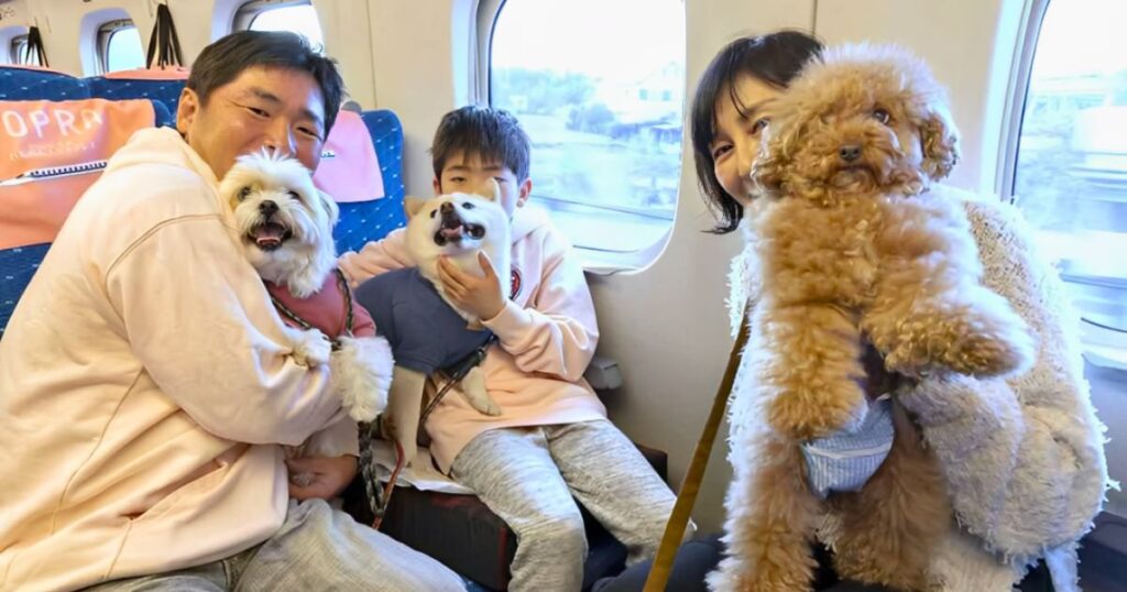 A woman tried sneaking turtles in her bra at TSA. Here’s how to travel with pets legally and safely.