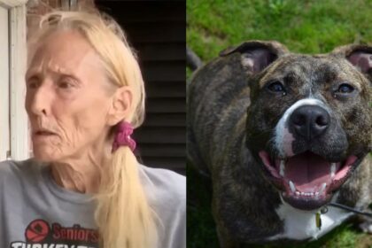 70-Year-Old Orlando Woman Saves Her Dog from Pitbull Attack in a Heroic Way