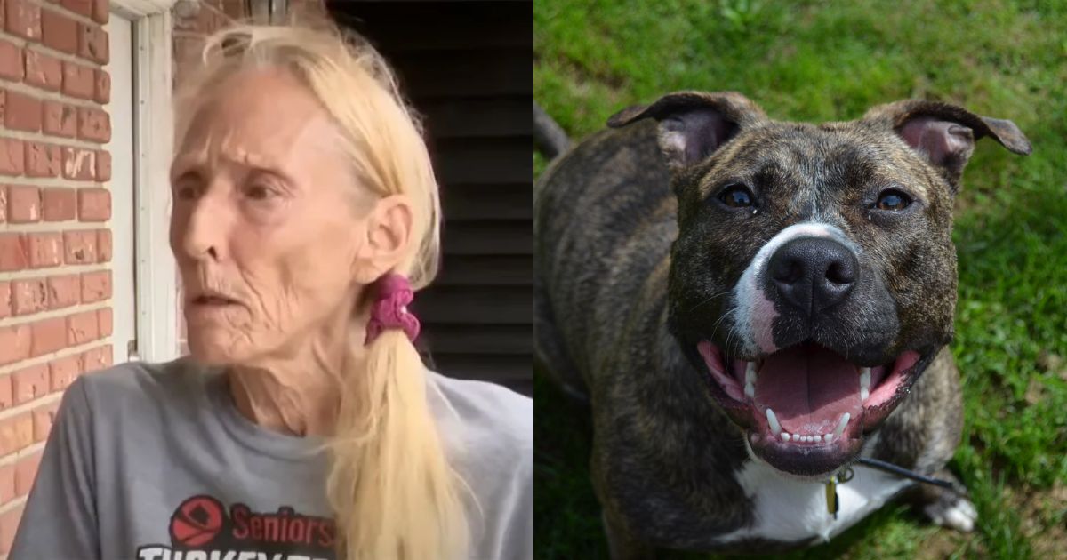 70-Year-Old Orlando Woman Saves Her Dog from Pitbull Attack in a Heroic Way