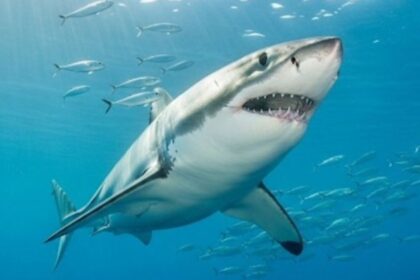 A Florida child attacked by a shark.