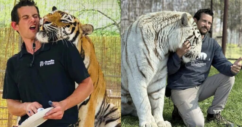 Caretaker Ryan Easley with his tigers in Oklahoma. (left- @MarioNawfal|X) and ( right- @canahuate|X).