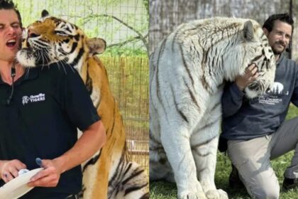 Caretaker Ryan Easley with his tigers in Oklahoma. (left- @MarioNawfal|X) and ( right- @canahuate|X).
