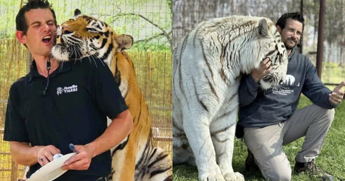 Caretaker Ryan Easley with his tigers in Oklahoma. (left- @MarioNawfal|X) and ( right- @canahuate|X).