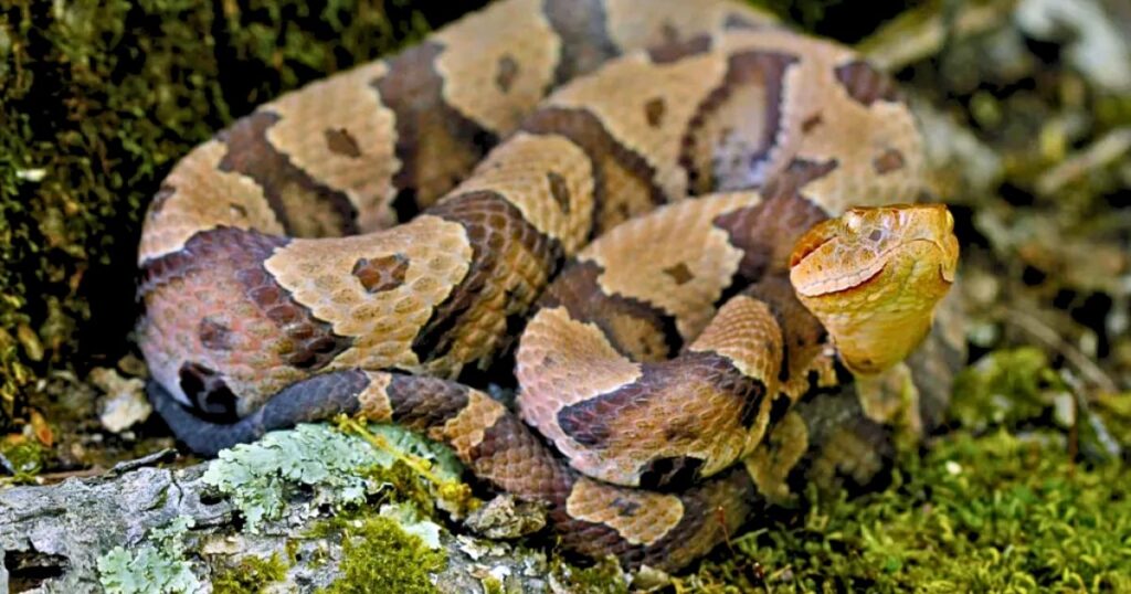 A copperhead snake like the one that bit a 4-year-old boy on a North Carolina daycare playground.