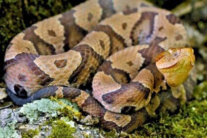 A copperhead snake like the one that bit a 4-year-old boy on a North Carolina daycare playground.