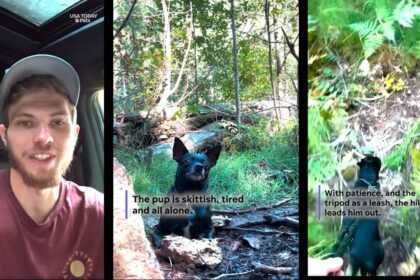 Jason and the lost pup in the woods