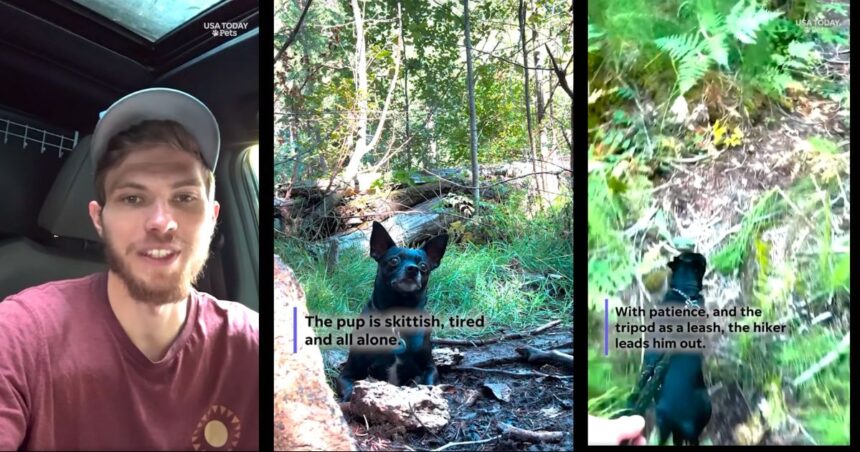 Jason and the lost pup in the woods