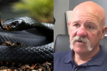 Kentucky paramedics may lose their licenses after giving antivenom to a man.