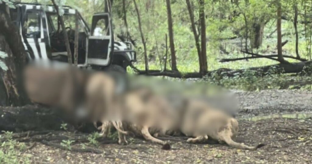 Lions maul zookeeper