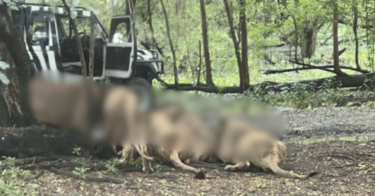 Lions maul zookeeper