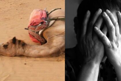 A Pet Camel killed an Australian woman.