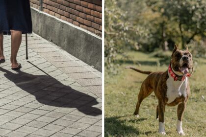 in Tennessee Attacked by Dogs