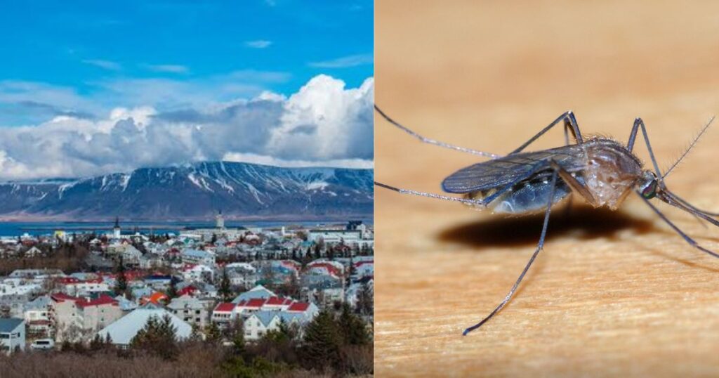 Mosquitoes Debut in Iceland