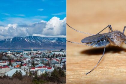 Mosquitoes Debut in Iceland