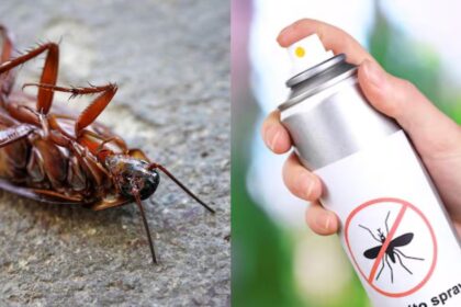 Reddit splits over a woman’s late-night plea for help killing a cockroach