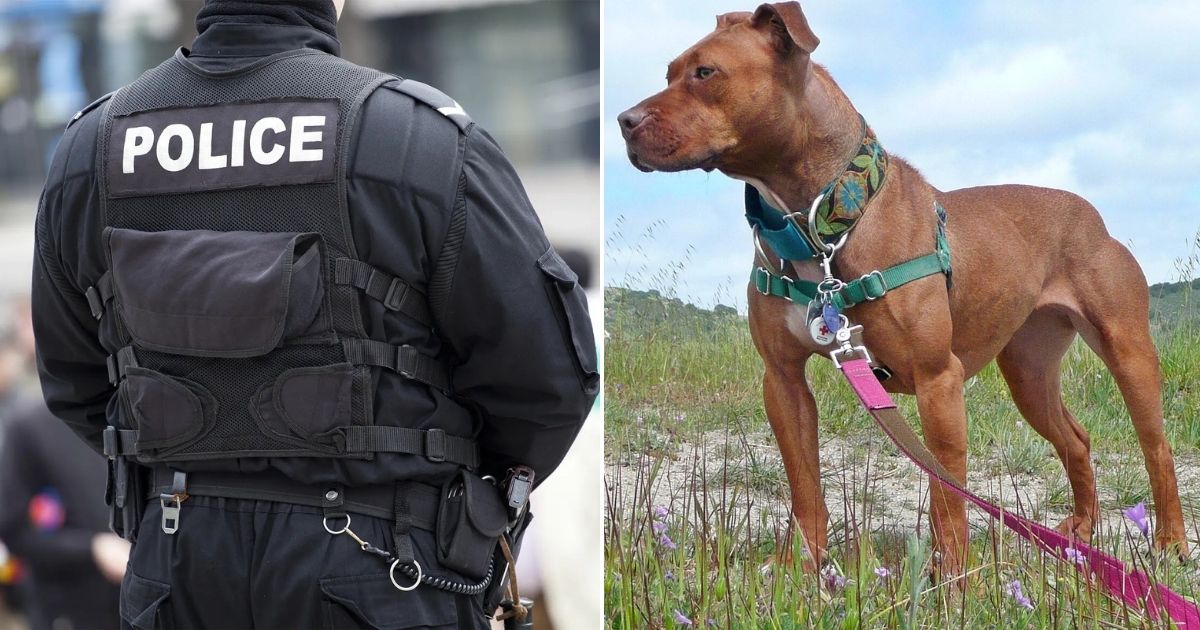 Pet pitbull attacked a Texas man