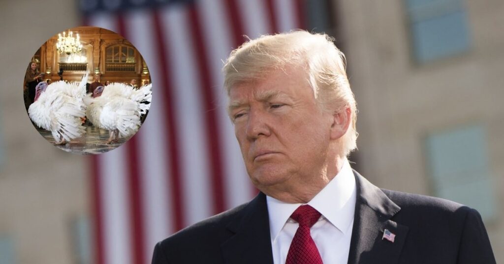 Social media erupted with questions after only one turkey appeared at Trump’s annual Thanksgiving pardon ceremony. (Main Image: Chairman of the Joint Chiefs of Staff- cia Flickr) and ( Insert- @EmmaAllenTV|X.com).