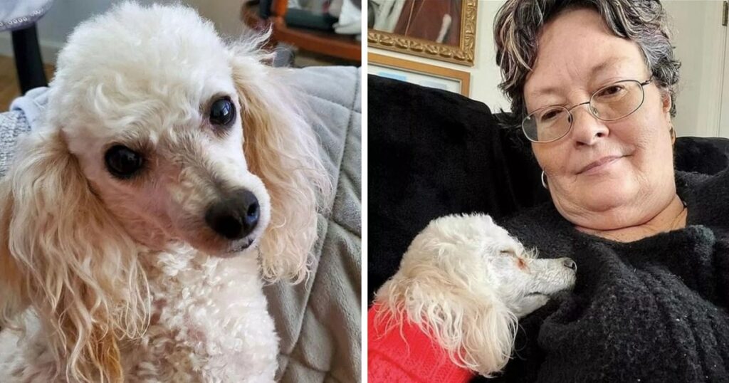 Woman shares how her poodle saved her life