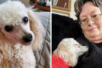 Woman shares how her poodle saved her life