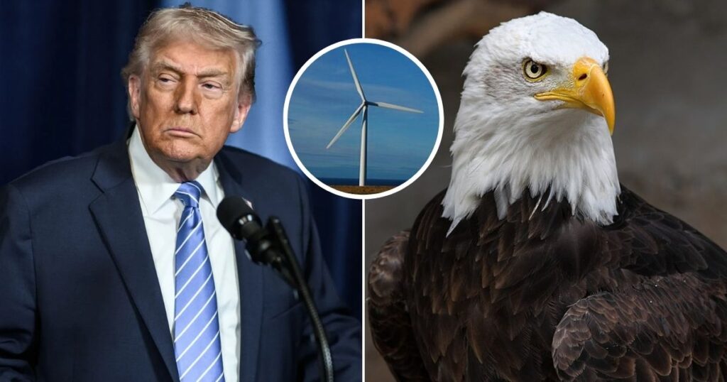 Donald Trump blamed windmills for causing bald eagle deaths in the US.
