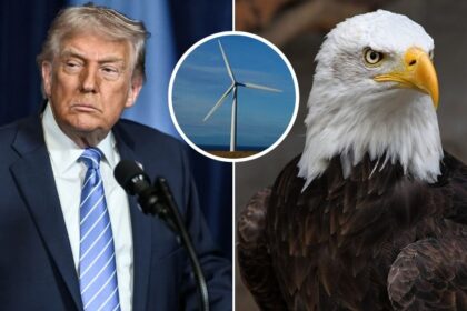 Donald Trump blamed windmills for causing bald eagle deaths in the US.