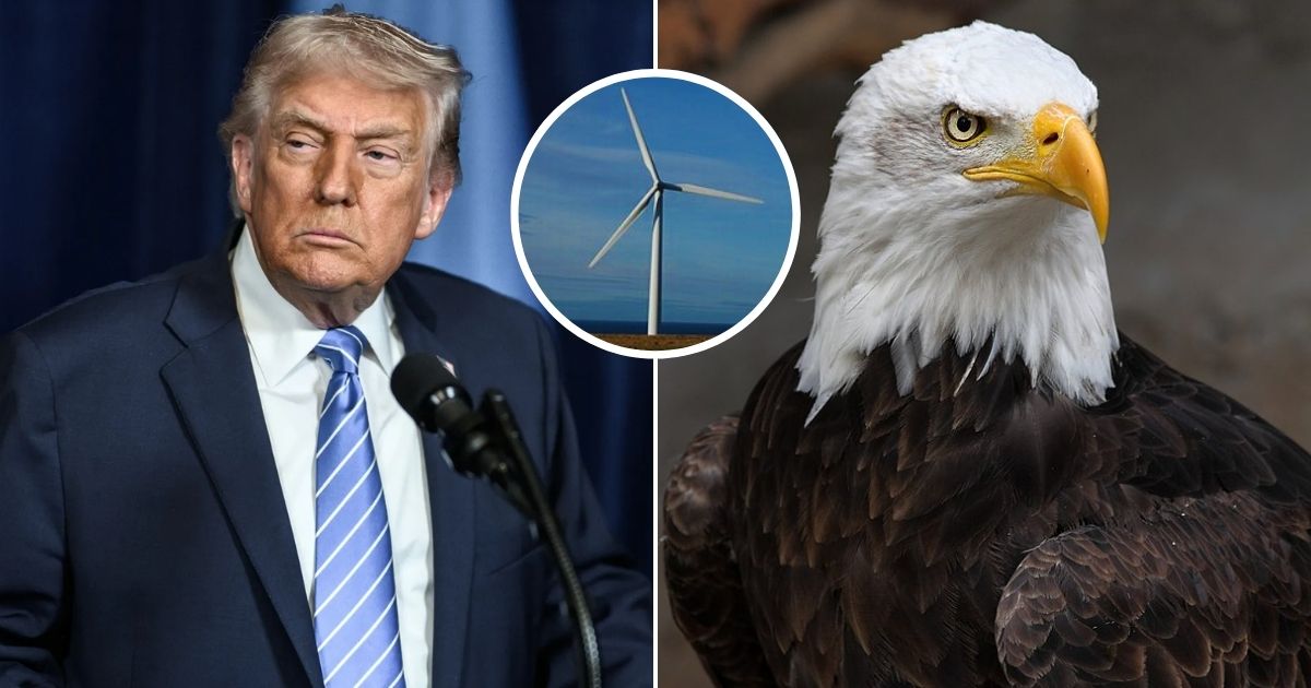Donald Trump blamed windmills for causing bald eagle deaths in the US.