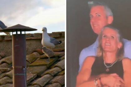 From the Pope's seagulls to that awkward Coldplay fan cam moment, here's what made the internet what it was in 2025