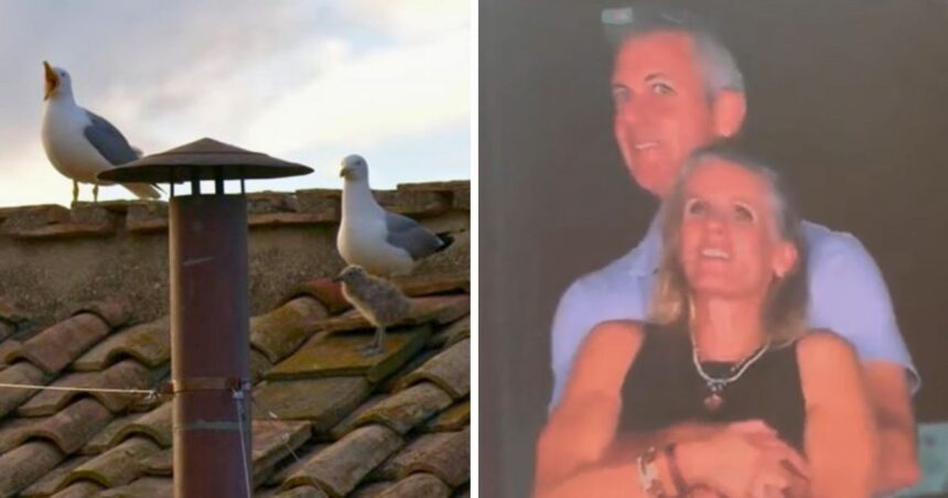 From the Pope's seagulls to that awkward Coldplay fan cam moment, here's what made the internet what it was in 2025