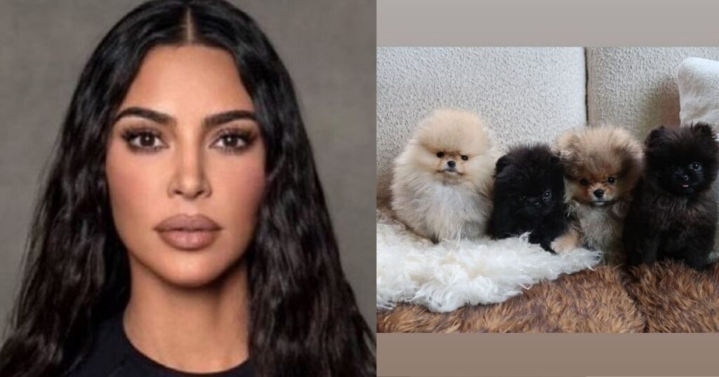 Kim Kardashian’s puppies, PETA