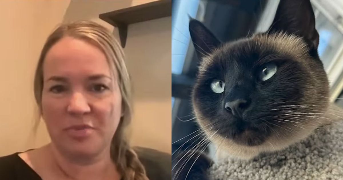Amazon driver stole California woman’s cat from porch