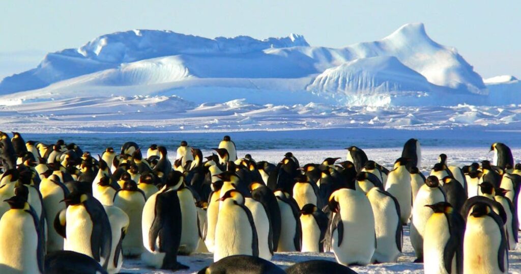 Scientists figure out mystery behind thousands of penguins' death