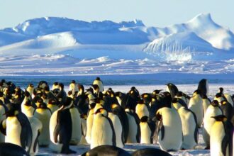 Scientists figure out mystery behind thousands of penguins' death